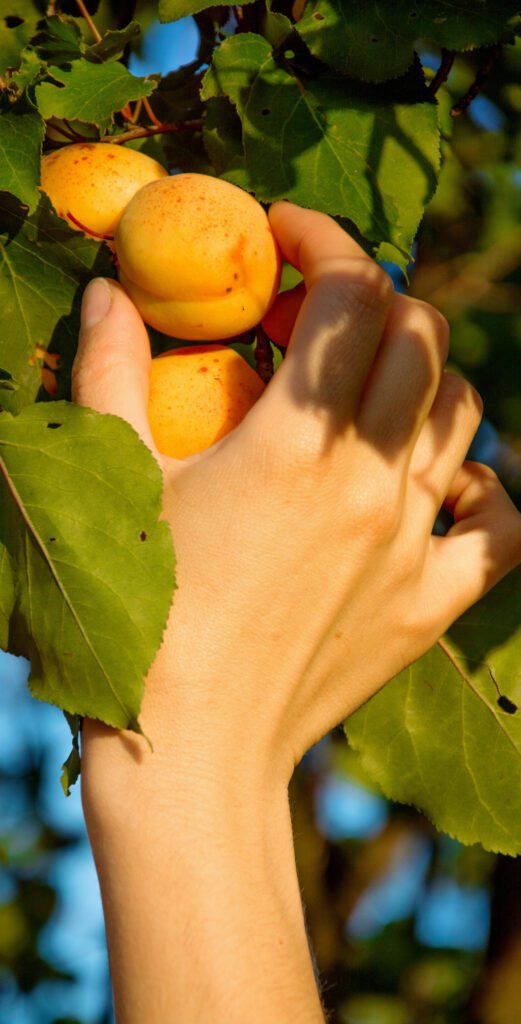 Ripe,Apricots,Rips,Off,A,Hand,From,A,Tree.,Female